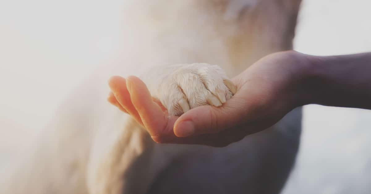 A close-up of a person holding out their palm to receive the paw of their dog, who has short white fur.